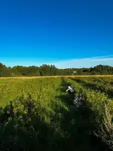 Гостевой дом Vilajoki Agro - 24