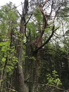 Forrest Home - 63