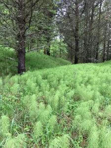 Forrest Home - 65