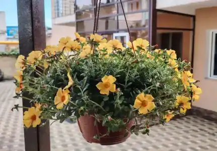 Атлантик - 33