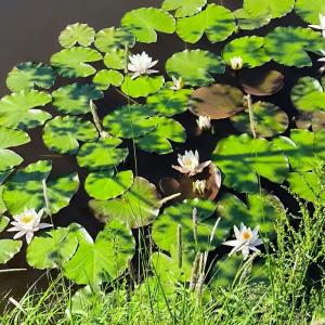 Панский Вал - 81