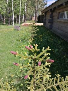 Окулова Заимка - 15