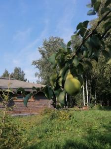 Окулова Заимка - 25