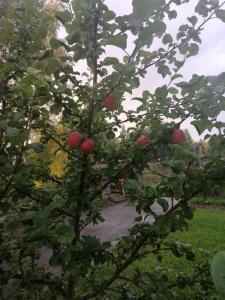 Окулова Заимка - 26