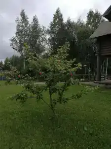 Окулова Заимка - 18