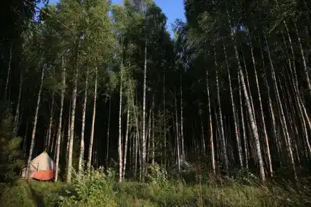 Берег Грифона - 8