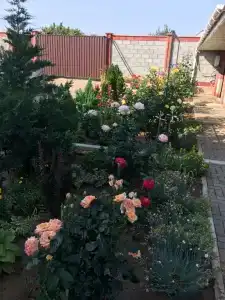 Триумф - 5