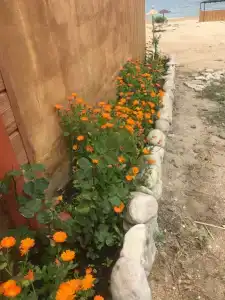 Золотые пески - 59