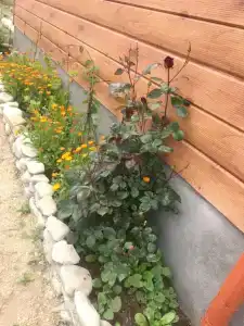 Золотые пески - 60