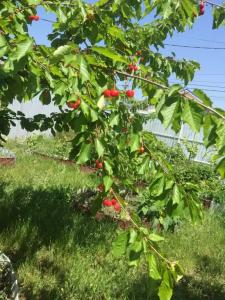Усадьба у Люси - 36