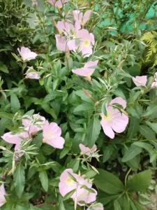 Усадьба у Люси - 43