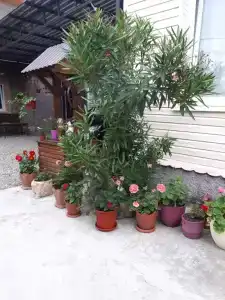 Отдых у Андрея - 6