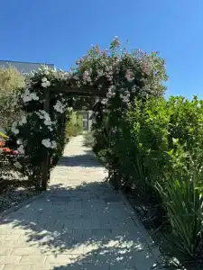Grand Camellia - 11