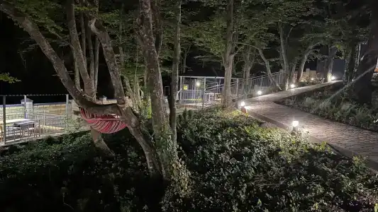 Forest Dreams - 1