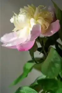 Кумир - 5