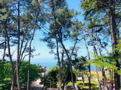 Sun Sea - 3