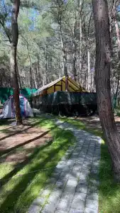 Под соснами - 2