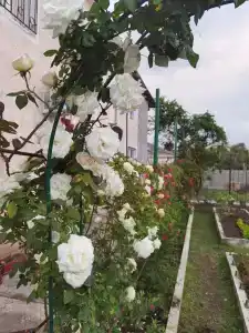 Комфорт - 5