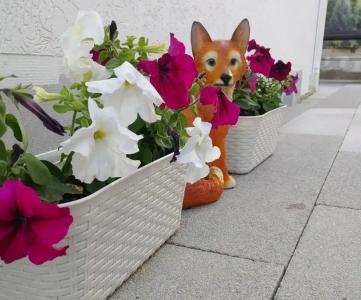 Red fox - 3
