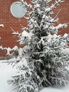 Дарина - 4