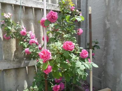 Цветущий дворик - 15