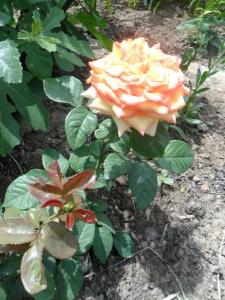 Цветущий дворик - 16