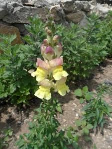 Цветущий дворик - 17