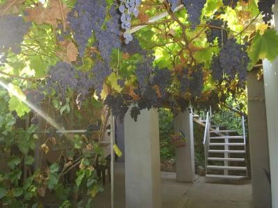 Цветущий дворик - 25