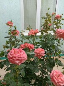 В Долине Роз - 86