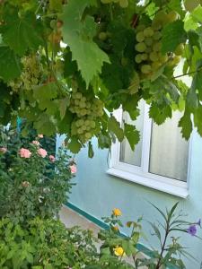 В Долине Роз - 110