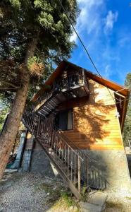 Forest yard - 13