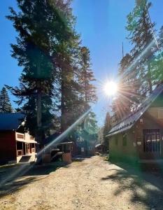 Forest yard - 14