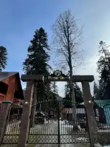 Forest yard - 1