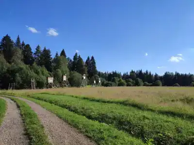Березки - 6