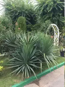 Два дельфина - 23