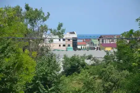 Два дельфина - 25