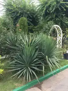 Два дельфина - 42