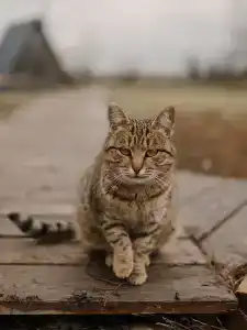 А-шалаш Черноречье - 12
