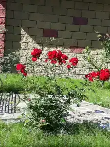 Сосновая аллея - 52