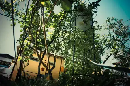 RusAmra - 5