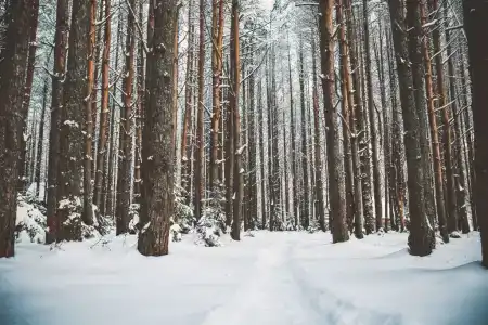 Семейный парк Чёрная Речка - 9