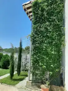 Кипарис - 0