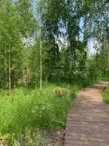 WhiteWood - 7