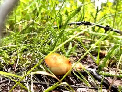 Уютный загородный коттедж в Андросово - 22