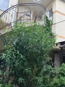 Итальянский дворик - 8