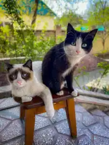 Cats Beds - 9