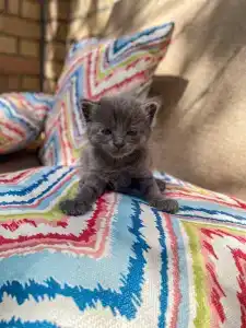 Cats Beds - 11