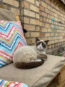 Cats Beds - 13
