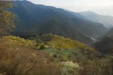 Кипарис - 2