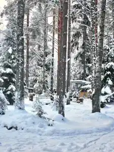 Бурая лиса - 8